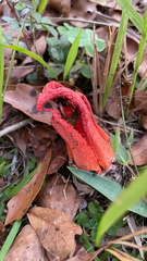 Clathrus columnatus