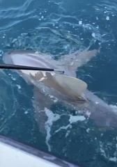 Carcharhinus plumbeus