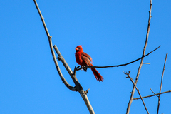 Cardinalis cardinalis igneus