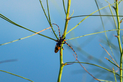 Dendrobias mandibularis