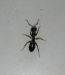 Camponotus sexguttatus