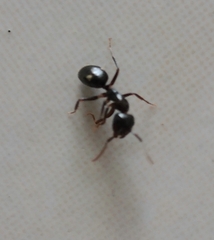 Camponotus sexguttatus
