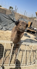 Camelus