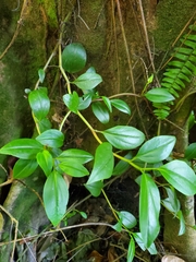Peperomia glabella