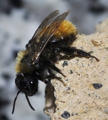 Andrena fulva