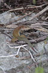 Aspidoscelis angusticeps angusticeps