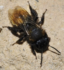 Andrena fulva