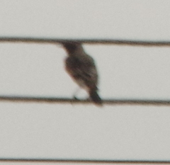 Saxicola maurus