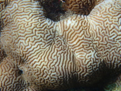 Leptoria phrygia