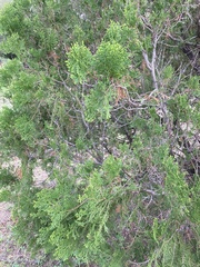 Cupressaceae