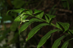 Epidendrum