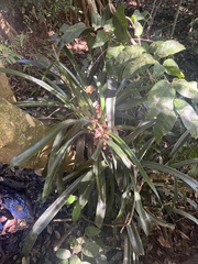 Billbergia pyramidalis