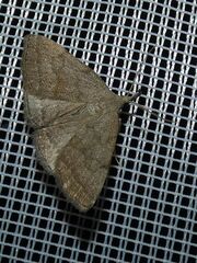 Pechipogo strigilata