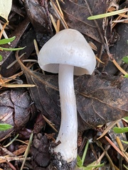 Inocybe pudica