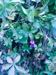 Viola hirta