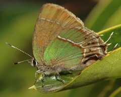 Callophrys xami xami