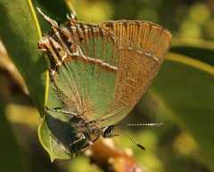 Callophrys xami xami