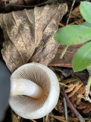 Inocybe pudica