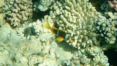 Amphiprion bicinctus