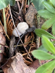 Inocybe pudica