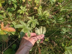 Potentilla gracilis fastigiata