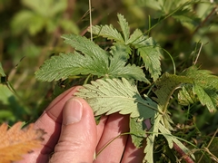 Potentilla gracilis fastigiata