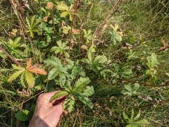 Potentilla gracilis fastigiata