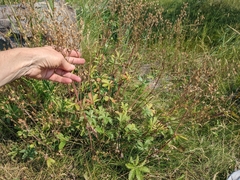 Potentilla gracilis fastigiata