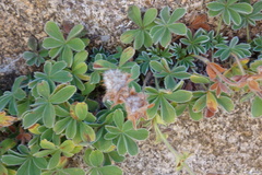 Potentilla nivalis