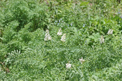 Corydalis caseana brachycarpa