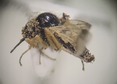 Mythicomyiidae