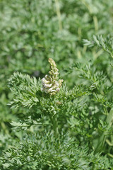 Corydalis caseana brachycarpa