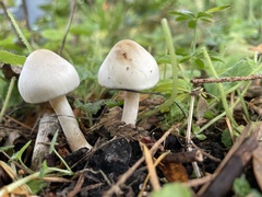 Inocybe pudica