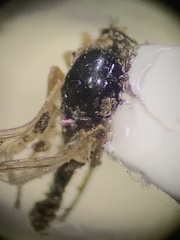 Mythicomyiidae
