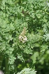 Corydalis caseana brachycarpa