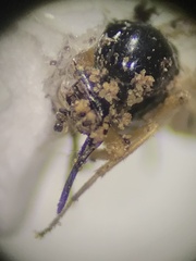 Mythicomyiidae