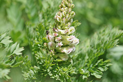 Corydalis caseana brachycarpa