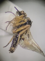 Mythicomyiidae