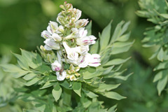 Corydalis caseana brachycarpa