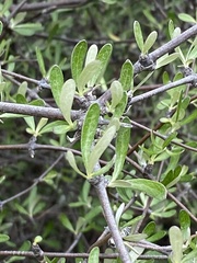 Olearia odorata