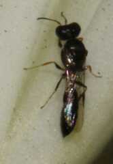 Spilomenina
