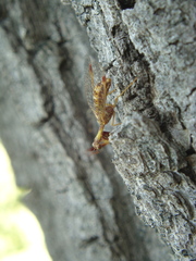 Mantispa styriaca