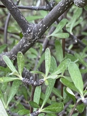 Olearia odorata