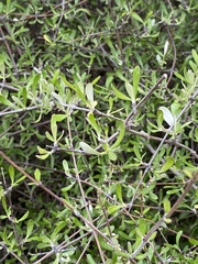 Olearia odorata