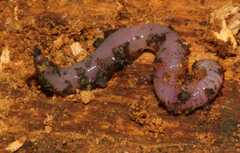 Lumbricus