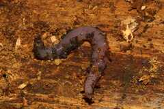 Lumbricus