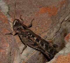 Rhammatocerus viatorius