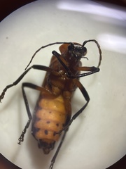 Chauliognathus profundus