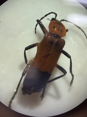 Chauliognathus profundus