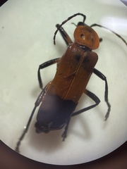 Chauliognathus profundus